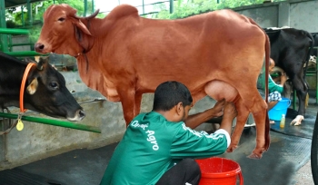 Milk