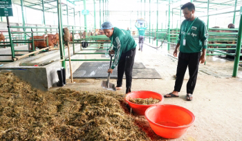 Silage