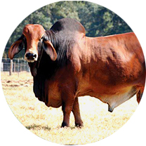 Bull