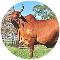 Cows